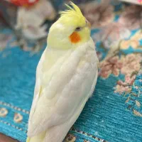 دو عدد عروس هلندی گم شده