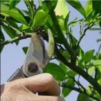 کارگر ماهر هرس هستم