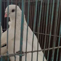 کبوتر نرحندقی