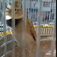 پرنده خاکی دهن زن