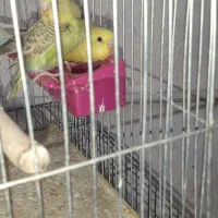 مرغ عشق و  یک عدد عروس هلندی ماده|پرنده|فیروزآباد (فارس), |دیوار