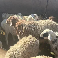 بره نره مناسب تخم و کشتار