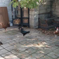 حیوانات مزرعه|حیوانات مزرعه|قائم‌شهر, |دیوار