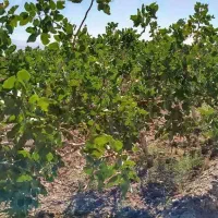 فروش چاه نیمه دربست پسته ای و مزرعه