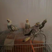 جوجه عروس هلندی