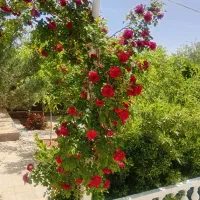 باغ اجاره شیراز پلیس راه سپیدان تمیز|اجارهٔ کوتاه‌مدت ویلا و باغ|شیراز, قلات|دیوار