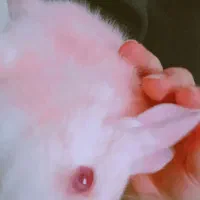 خرگوش