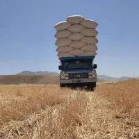 کاه گندم سفید و نرم