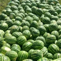 فروش  هندوانه  به  صورت  نقدی