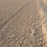 سی هکتار برای فروش درجراحی روستای البوعلایج