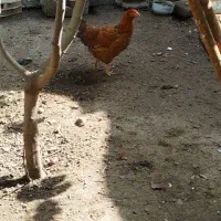 خروس و مرغ و جوجه محلی|حیوانات مزرعه|رامیان, |دیوار