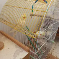 عروس هلندی طوطی