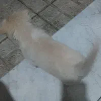 واگذاری سگ آشپیتز نر|سگ|ری, اقدسیه|دیوار