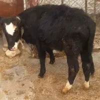 گوساله نر قطع شیر