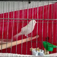 یک جفت قناری سیلور جوان مست مست|پرنده|مرودشت, ژیان|دیوار