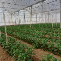 فروش گلخانه ۴۴۰۰ متر مربع|فروش دفتر صنعتی، کشاورزی، تجاری|عسگران, |دیوار