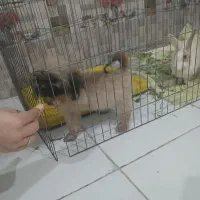 شیتزوعروسکی ماده سایز تیکاپ و پامر جهت جفتگیری|سگ|مشهد, آزادشهر|دیوار