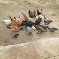 مرغ فروشی|حیوانات مزرعه|گتوند, |دیوار