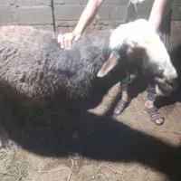 قوچ