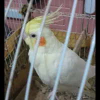 عروس هلندی|پرنده|سراوان, |دیوار