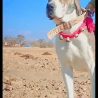 فروش سگ افغان|سگ|سنندج, |دیوار