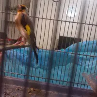 سهره جوجه قفس عروسک جفتی قواره دار|پرنده|ماهدشت, |دیوار