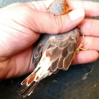 جفت اورنج و دو ماده کیفیت بالا|پرنده|چمران, |دیوار