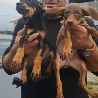 فروش توله سگ های دو ماهه تا ۶ ماهه