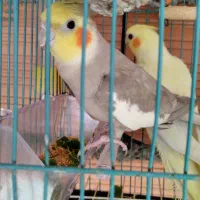 عروس هلندی مولد جفت