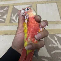 طوطی گرینچیک آناناسی|پرنده|بهبهان, |دیوار