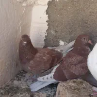 کبوتر گرفتنی|پرنده|قم, آزادگان|دیوار