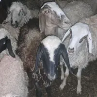 گوسفند وبره فروشی|حیوانات مزرعه|زابل, |دیوار