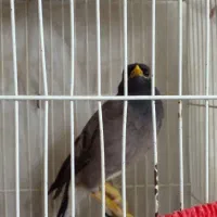 باندها دهنه خیلی بزرگ ویک جوجه مینا|حراج|تربت جام, حافظ|دیوار