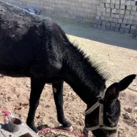 خر جوان|حیوانات مزرعه|مبارکه, |دیوار