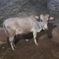 گاو گوساله|حیوانات مزرعه|سروآباد, |دیوار