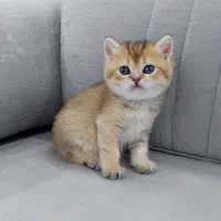 شهر گربه های اشرافی ( بریتیش پرشین اسکاتیش)