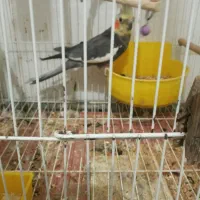 عروس هلندی نر