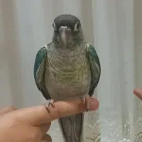 گرینچیک تراکویس یولوساید نر آماده