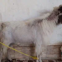 بز نر
