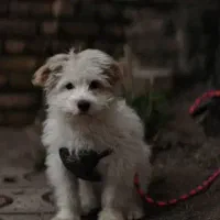 واگذارای پاکوتاه اهلی خانگی