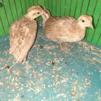 ۳تا جوجه زرد