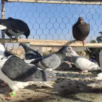 دسته کفتر نوبازی و صید|پرنده|تربت‌حیدریه, طالقانی|دیوار