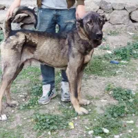 توله سگ سرابی نر