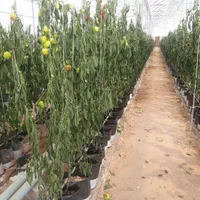 علوفه گلخانه ای فلفل دلمه ای