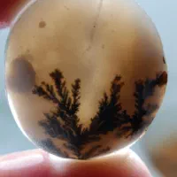 شجر قائن|جواهرات|یزد, |دیوار