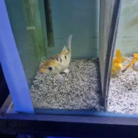 ماهی کوی پوست چرم ماده|ماهی|شهریار, شهریار|دیوار