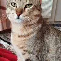 گمشده|حیوانات|تیران, |دیوار