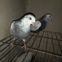 کبوتر جوجه