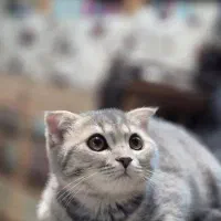 گربه اسکاتیش موذی و با مزه هفت خط عالم ،ارومو گشاد