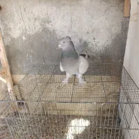 کبوتر بهبهانی ماده|پرنده|مرودشت, ابوذر شمالی‎|دیوار